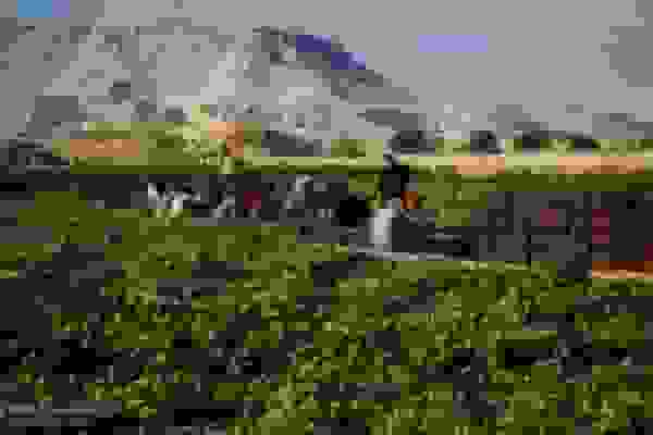 فعالیت ۱۷۵ تعاونی زنان روستایی در کشور