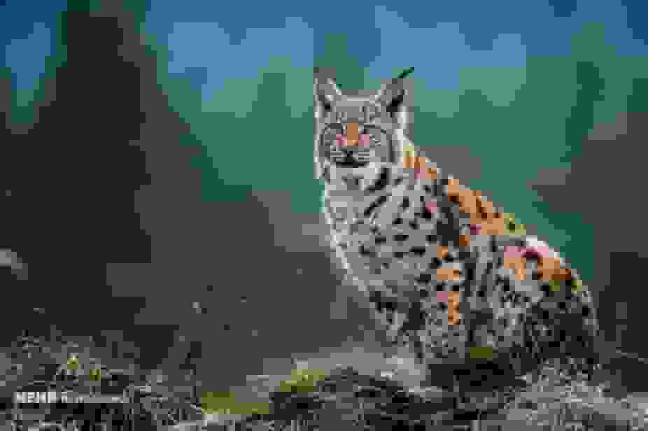 گربه سیاهگوش در فریدن مشاهده شد