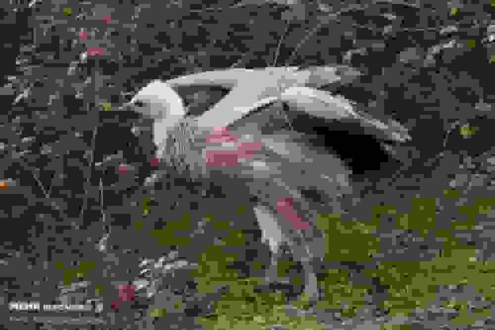 رهاسازی کرکس تیمار شده در ارتفاعات گردنه حیران آستارا