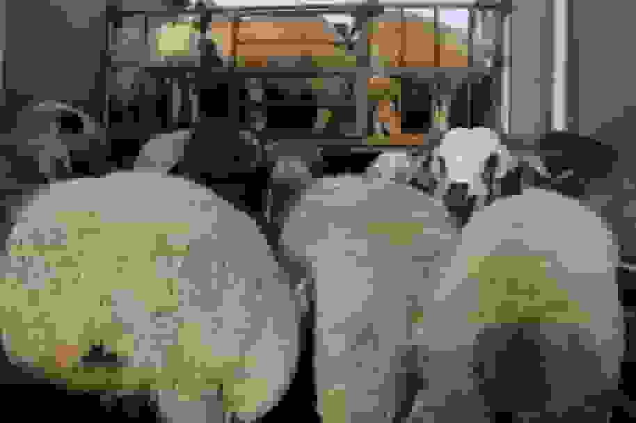 کشف یک هزار راس گوسفند فاقد مجوز و دستگیری ۱۰ قاچاقچی در فارس