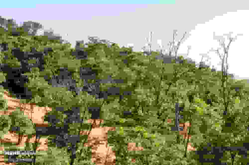 قاچاق چوب زخم دیرینه هیرکان؛ نجات جنگل اراده میخواهد نه آمار