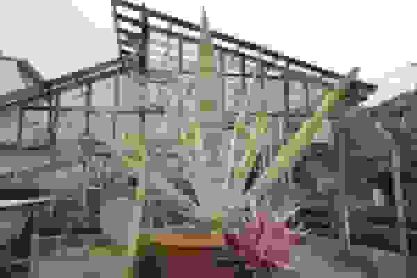 برنامه توسعه پرورش کاکتوس اپونتیا در سطح ۳ هکتار در ایلام