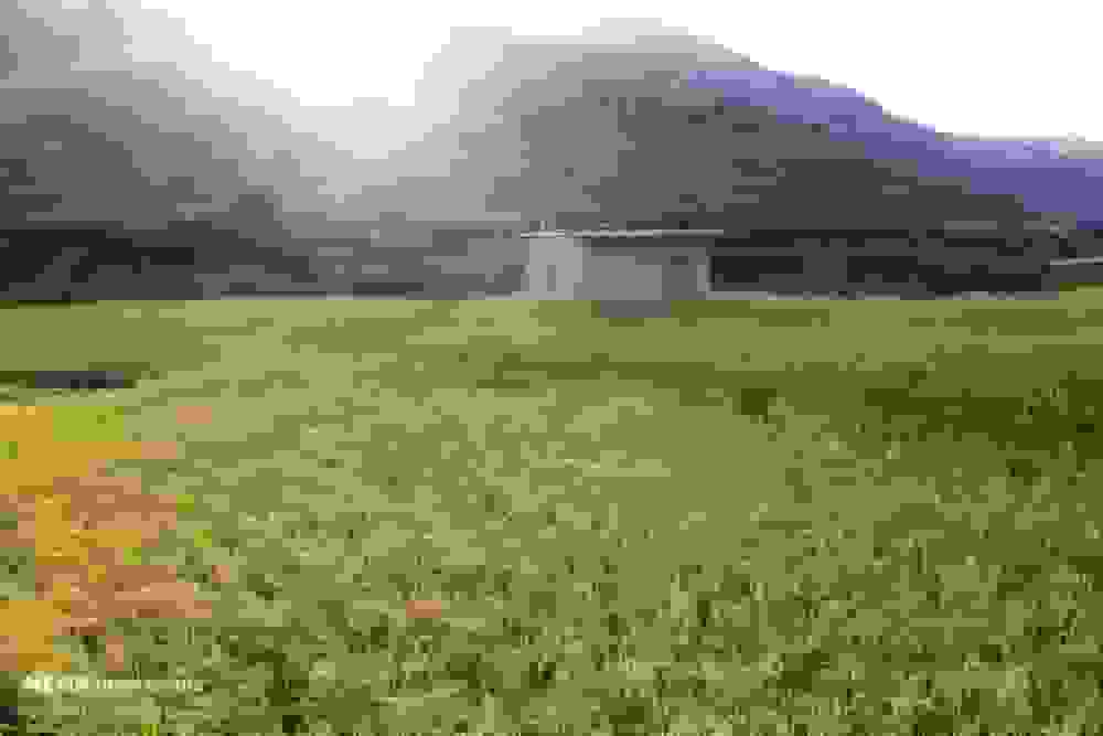 برداشت ۹۵ درصدی برنج کشت دوم در آمل