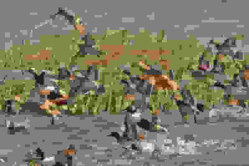 آذربایجان غربی بهشت پرندگان؛ اکوتوریسمی که غفلت میشود