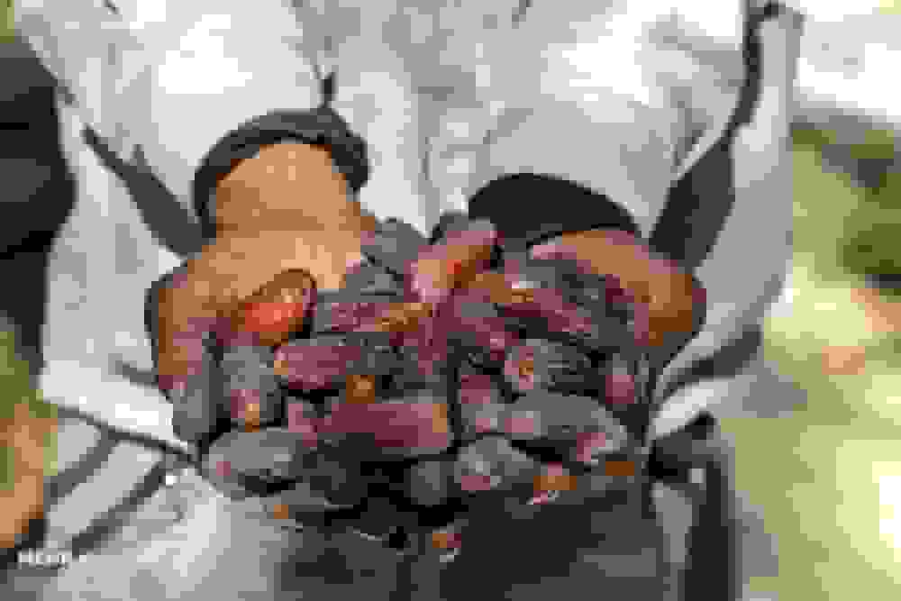 آغاز جشنواره فرهنگی و اقتصادی «مغ مهرگان» در حاجیآباد