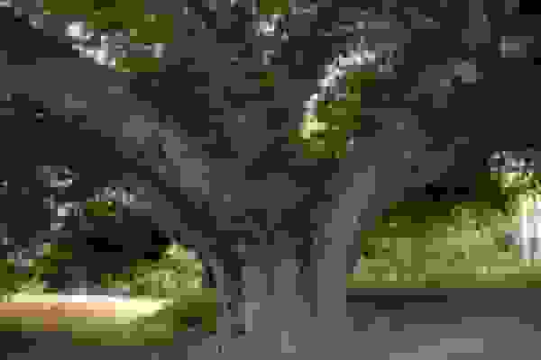 حیدری: الحاقات غیرمجاز درخت شاهزاده حسین(ع) را تهدید میکند