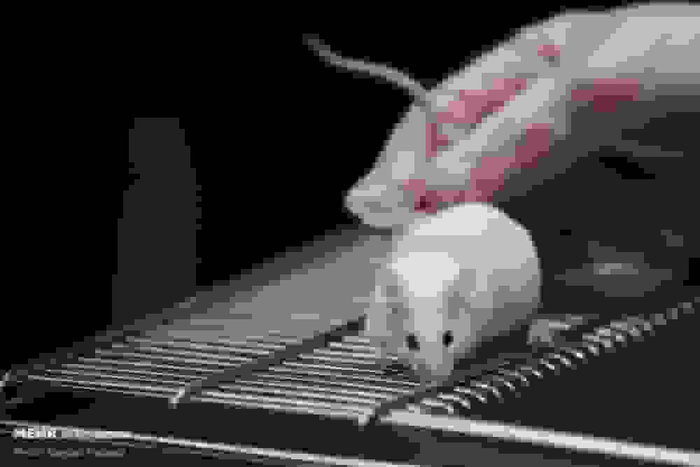 پنجمین سمینار ملی فناوریهای جایگزین حیوانات آزمایشگاهی