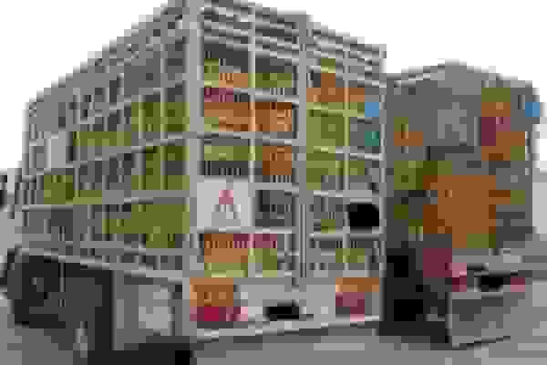 تریلی حامل ۳۶۸۴ قطعه مرغ زنده قاچاق در نهبندان توقیف شد