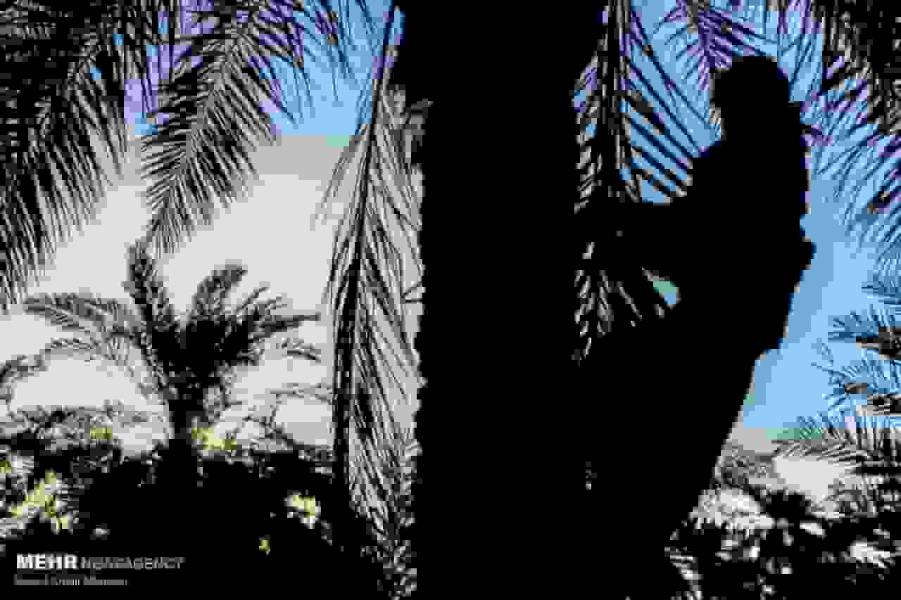 دعوت از ۱۵ کشور برای حضور در دومین بزرگداشت روز ملی خرمای ایران