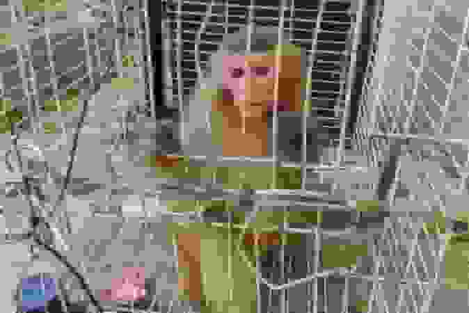 کشف میمون قاچاق از پاتوق مواد مخدر در خمینیشهر