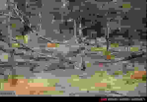 خشکیدگی ۱۰ هزار درخت در پارک چیتگر بر اثر سوسک پوستخوار