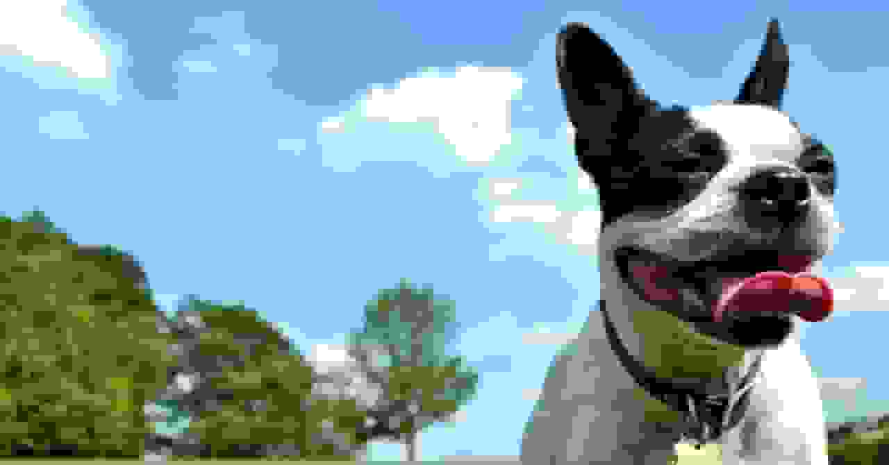 تأثیر تغییرات آبوهوایی نگهداری از سگ