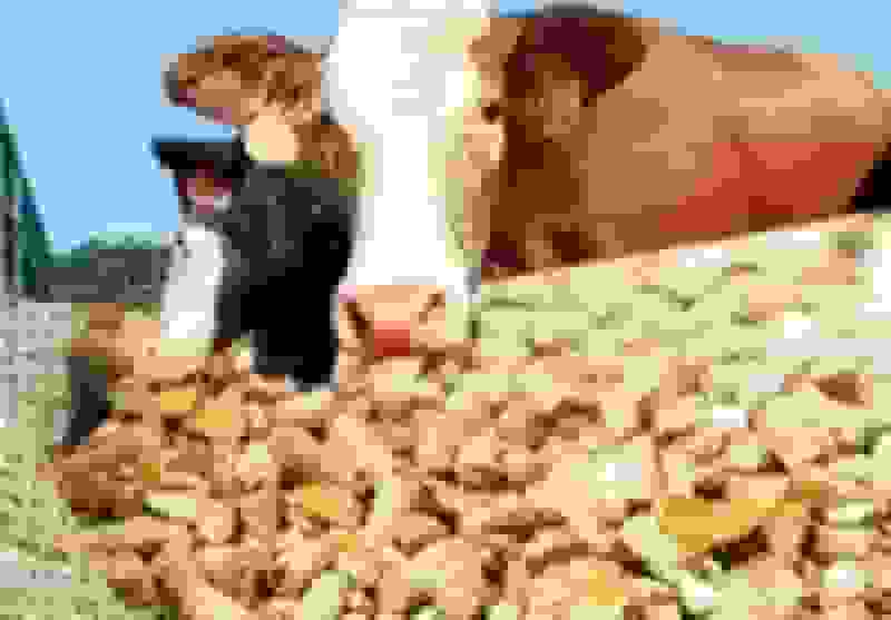 هشدار سازمان بازرسی به وزارت جهاد کشاورزی درباره نهادههای دامی