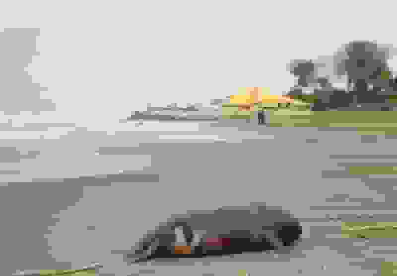 مرگ تدریجی فوکها در سواحل شمال/ دریای خزر دیگر صدای فوکها را نمیشنود