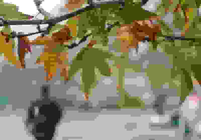 هواشناسی ایران: کاهش محسوس دما در نوار شمالی کشور