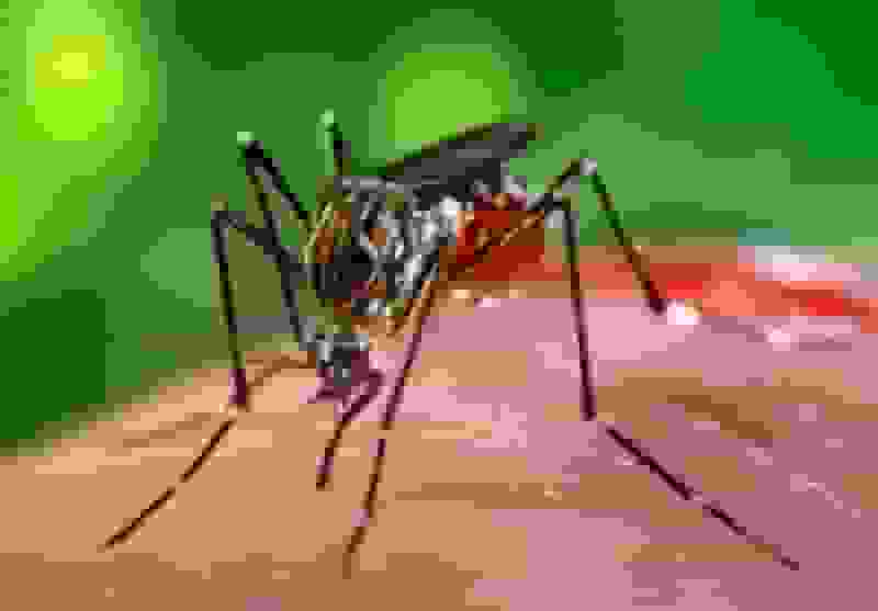 شیوع مجدد تب دِنگی در جنوب ایران و خطر پشه آئدس