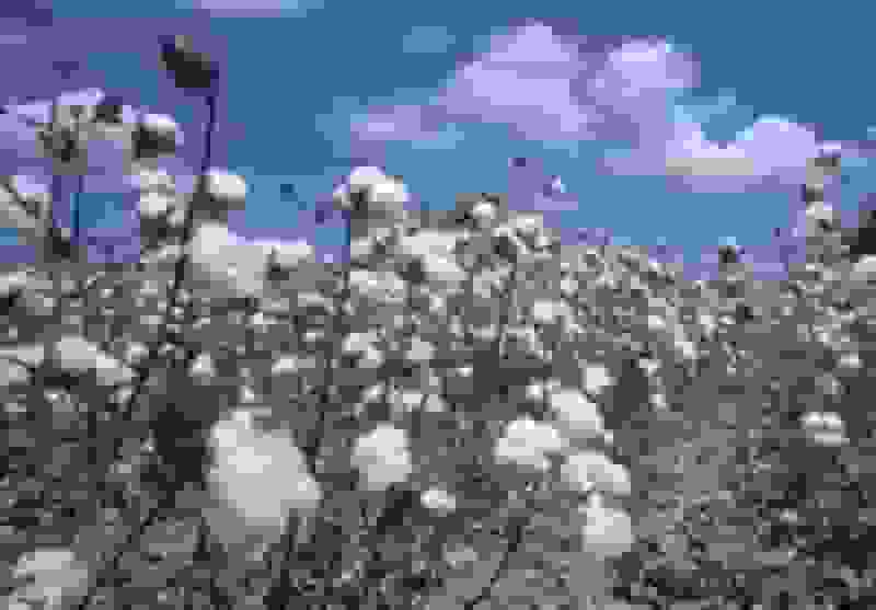 خشکسالی عامل اصلی کاهش کشت پنبه در گلستان