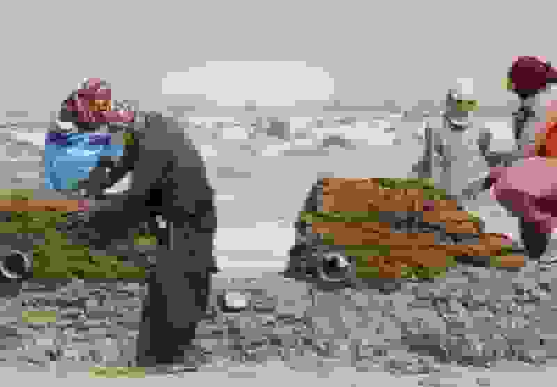 سیستانیها به جنگ گرد و غبار رفتند: ابداع بادشکن گلی در تالاب هامون