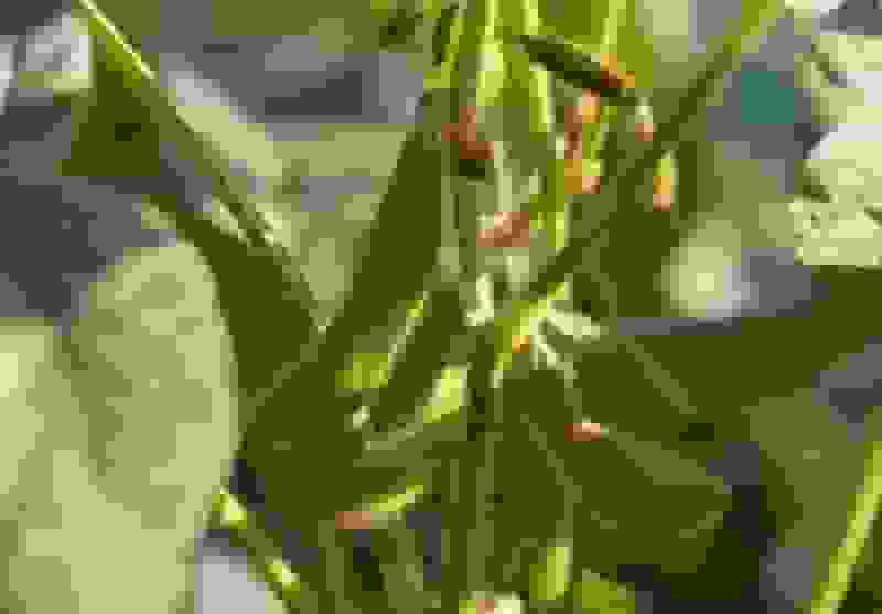 افزایش پایداری سویا در برابر ریزش با پرتودهی هستهای