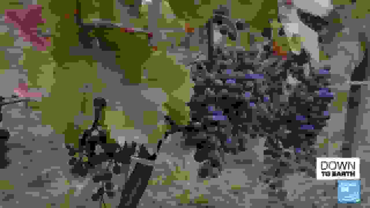 جلبکهایی که تاکستانها را از آفتکشها نجات میدهند