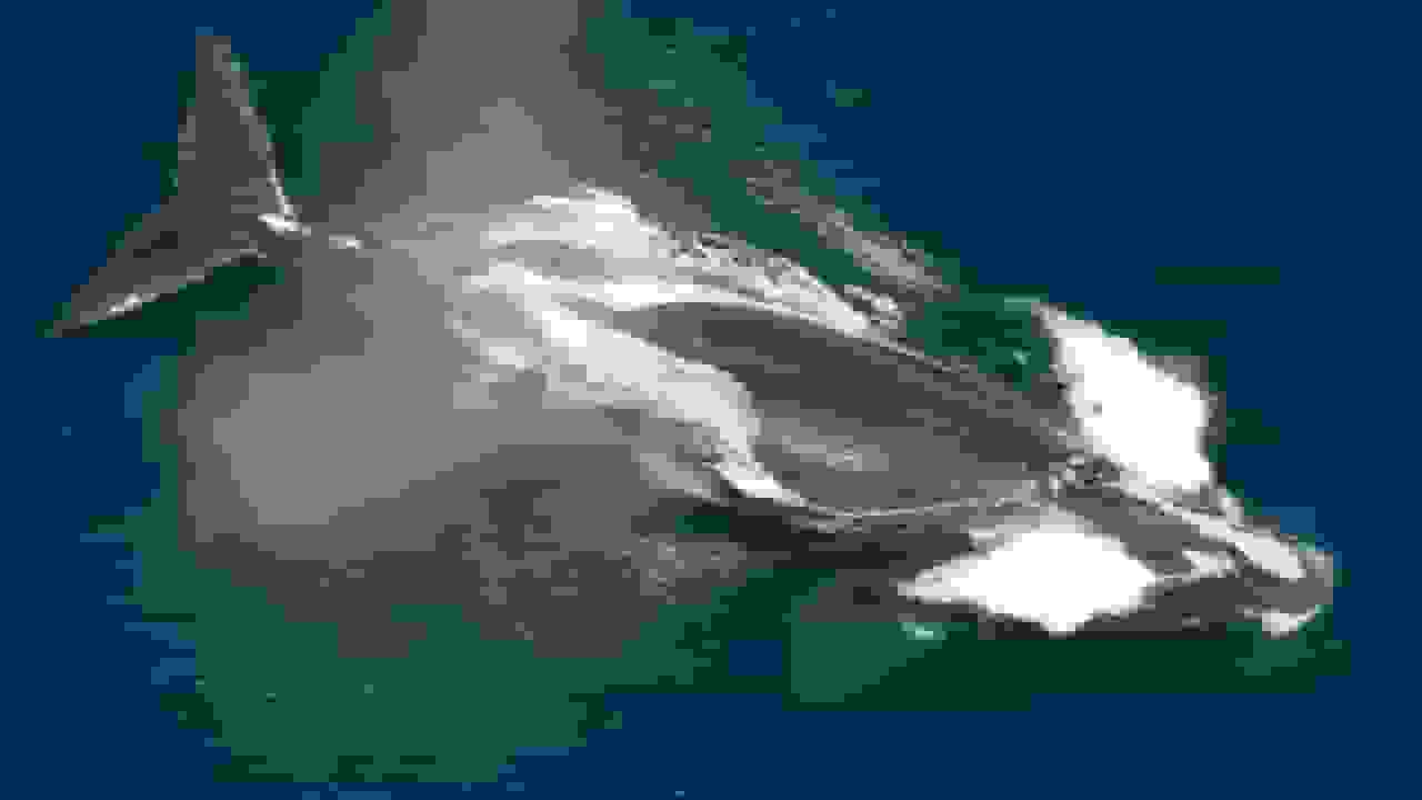 افزایش جمعیت یکی از کمیابترین نهنگهای جهان در اقیانوس اطلس شمالی