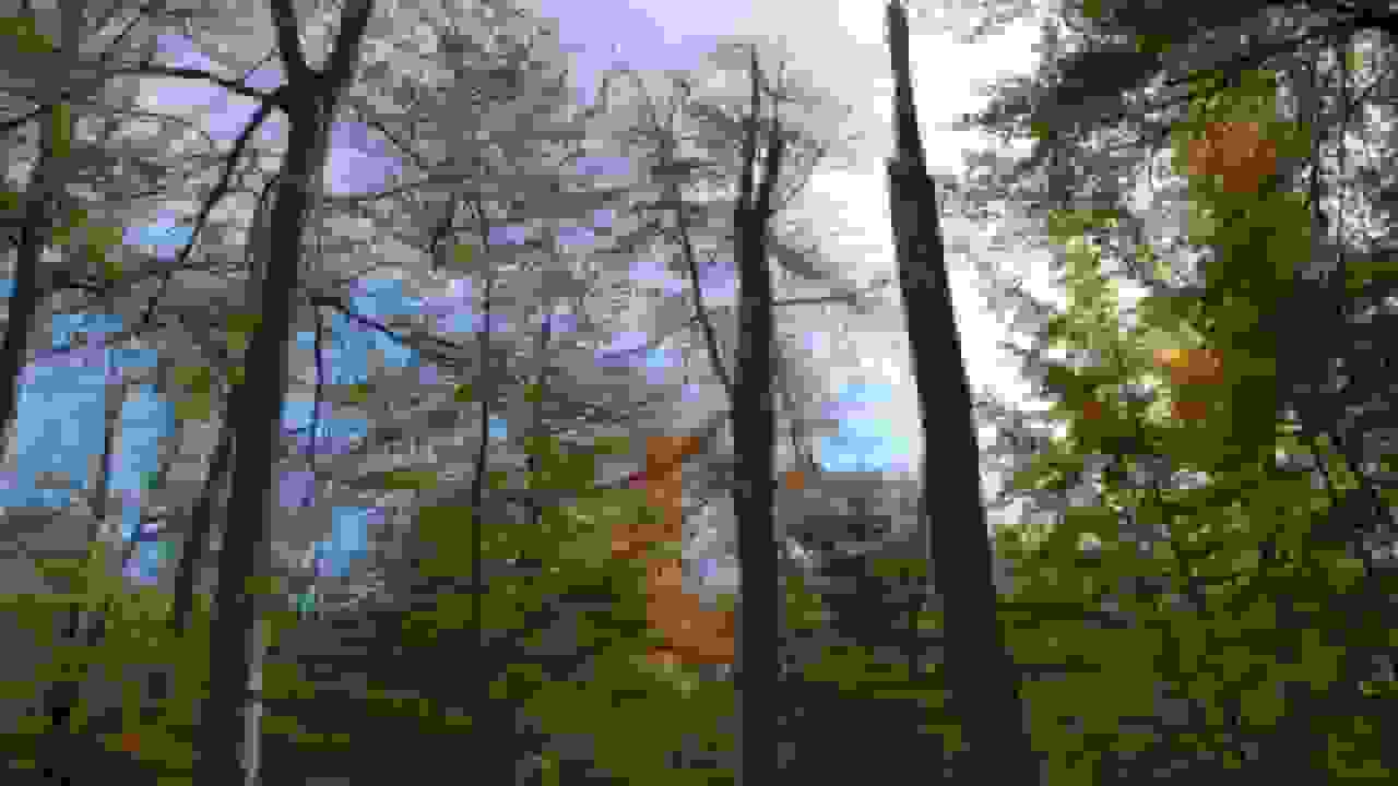 جنگل فونتینبلو فرانسه به عنوان «آزمایشگاه» سازگاری با تغییرات اقلیمی