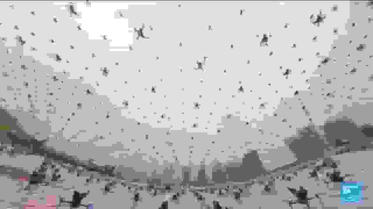 محبوبیت در حال رشد نمایشهای پهپادی در چین