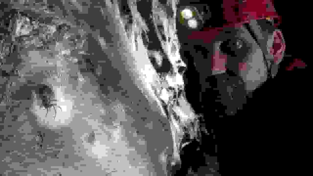 کشف بزرگترین تار عنکبوت جهان: زندگی مسالمتآمیز دو گونه عنکبوت در غار