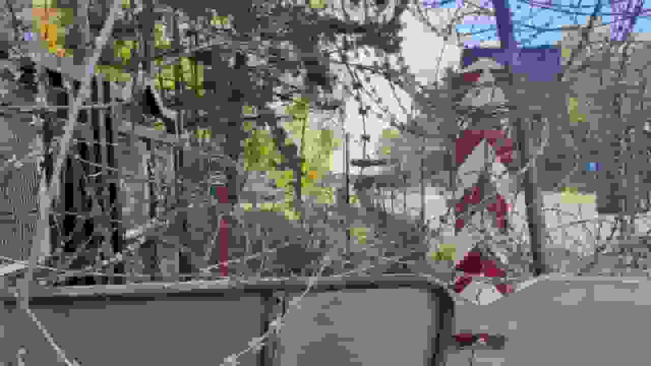 جنگل بیالوویژا در معرض تهدید تنشهای نظامی مرز لهستان و بلاروس