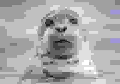 مرگ فوک خزری در سواحل ساری و بابلسر - زنگ خطر برای اکوسیستم دریای خزر