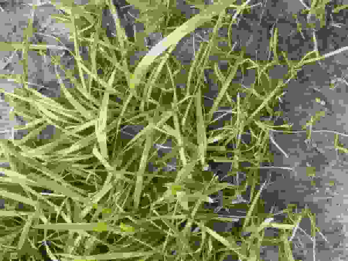 حذف علفکش پروپانیل از فهرست سموم مجاز ایران