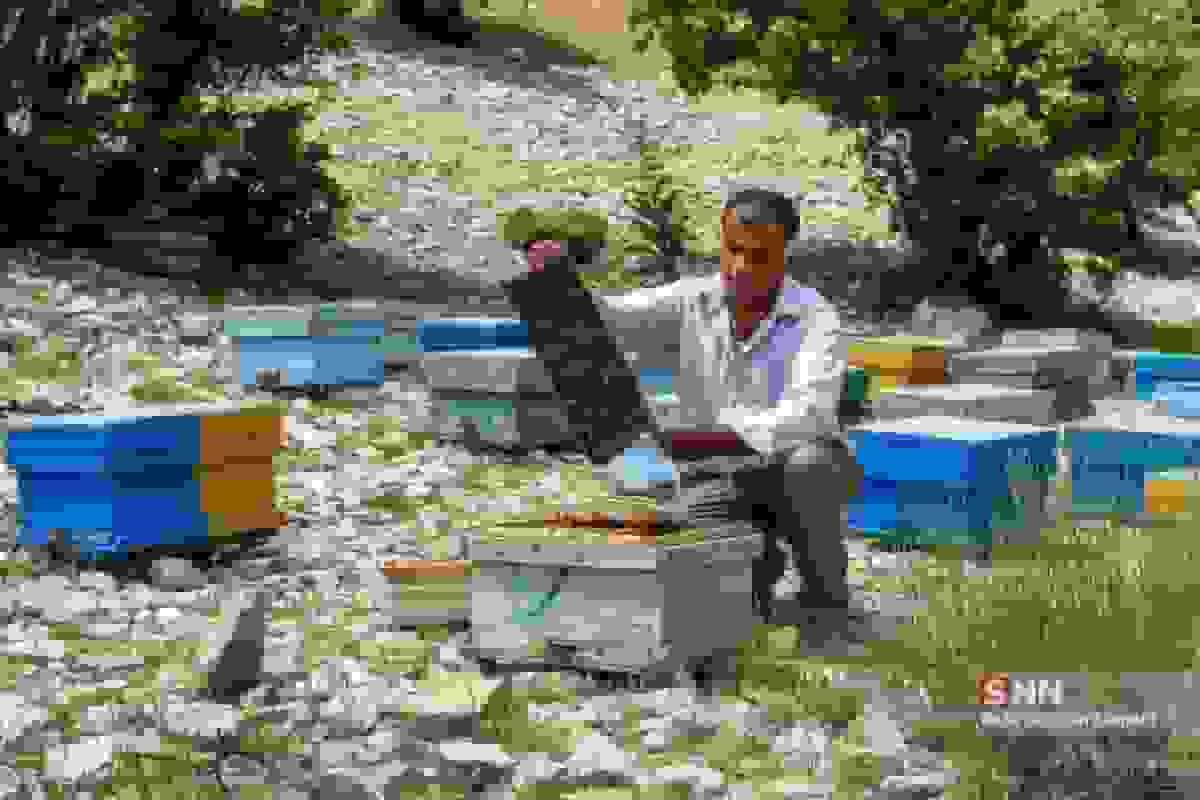 ۵۶ هزار روستایی و عشایر هرمزگان زیر پوشش بیمه اجتماعی