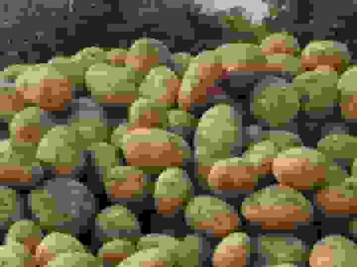 کسب رتبه برتر در کاشت سیبزمینی بذری در چهارمحال و بختیاری