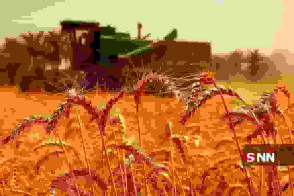 تعیین نرخ خرید تضمینی گندم ۲۹.۵۰۰ تومان برای سال زراعی ۱۴۰۴-۱۴۰۵