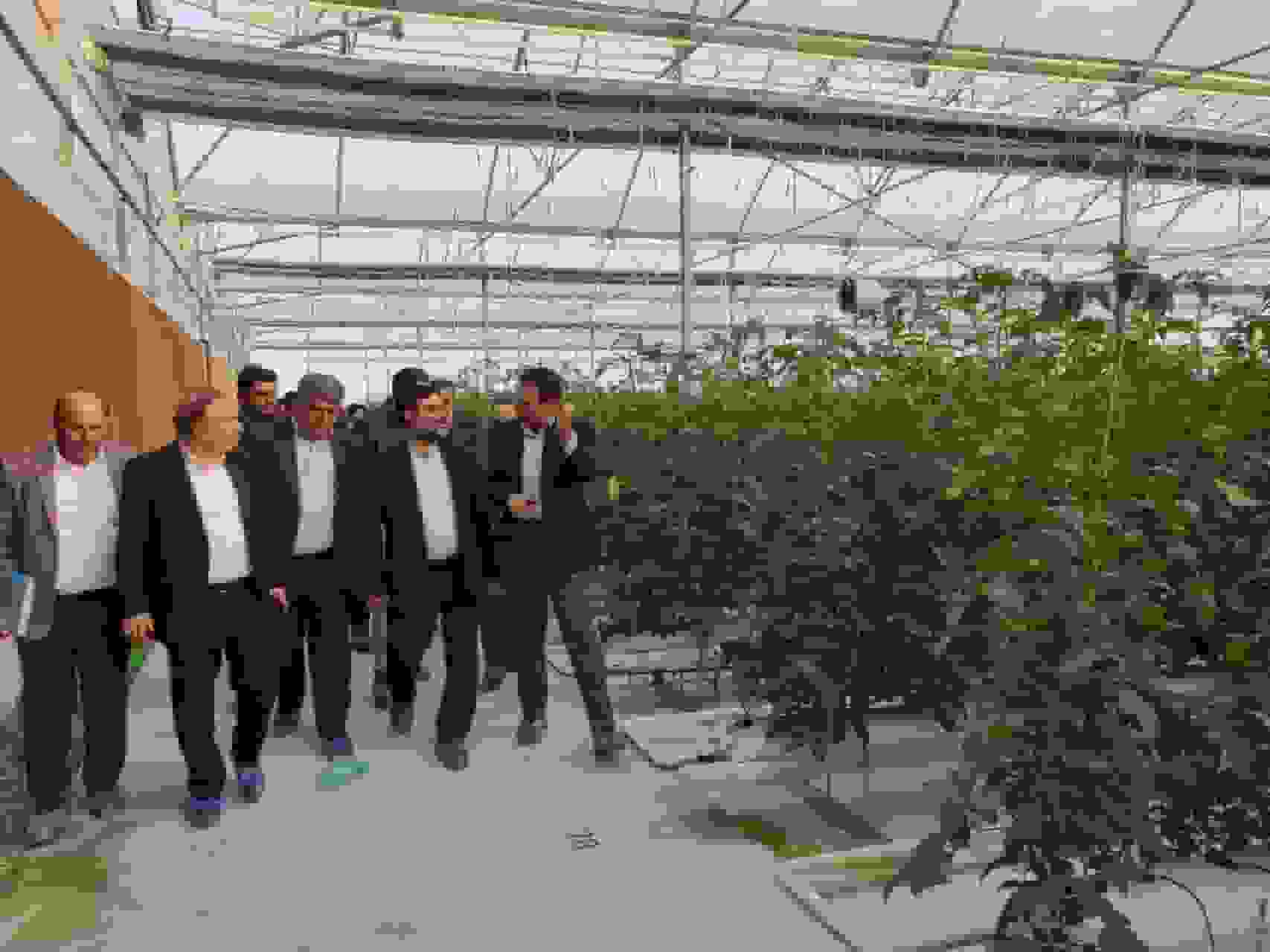 رفع موانع تولید گلخانهای در البرز در اولویت فوری قرار گرفت