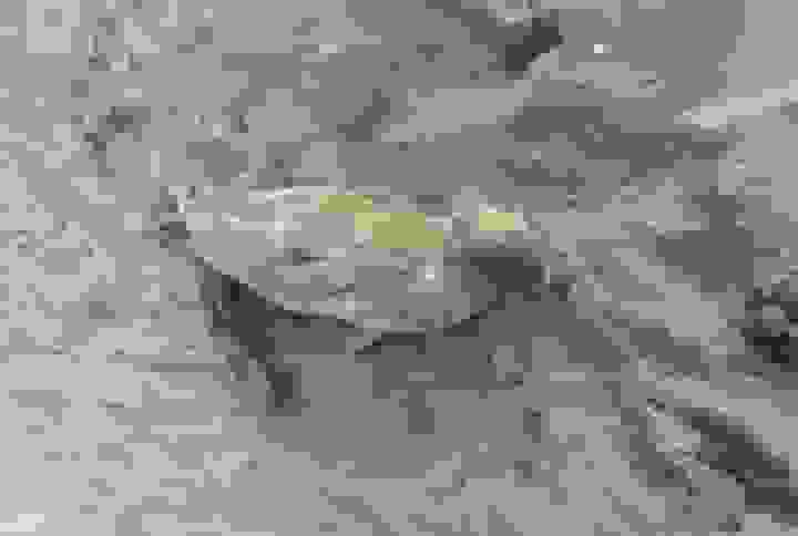 کشف لاشه ۴ فوک خزری در سواحل گیلان و افزایش تلفات به ۵۴ مورد