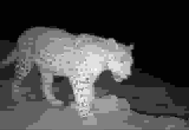 ثبت تصویر پلنگ ایرانی برای نخستینبار در پارک ملی قطرویه