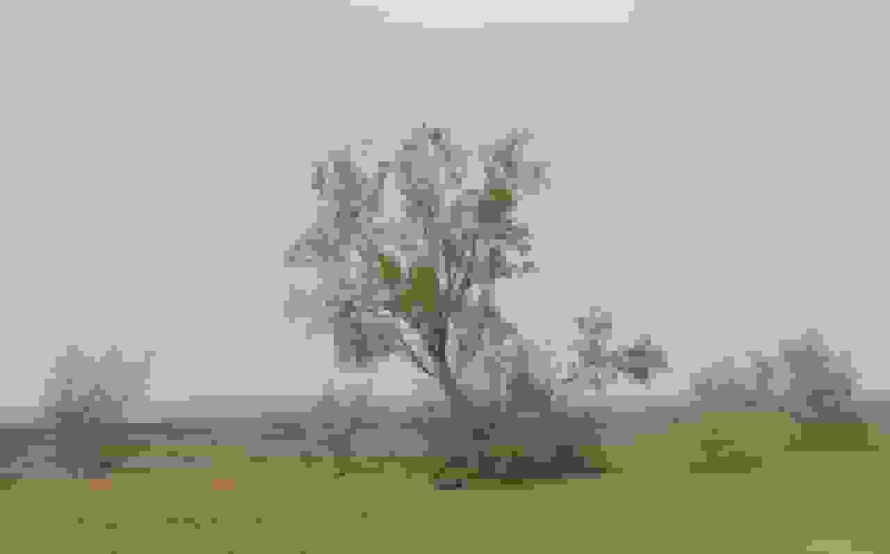 ساماندهی ۲ هزار هکتار از اراضی سراجه برای کاهش گرد و غبار