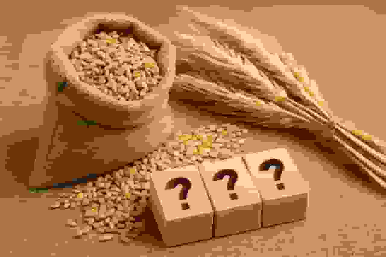 قیمت گندم در بلاتکلیفی؛ وزارت جهاد کشاورزی در تعیین نرخ خرید تضمینی تأخیر دارد