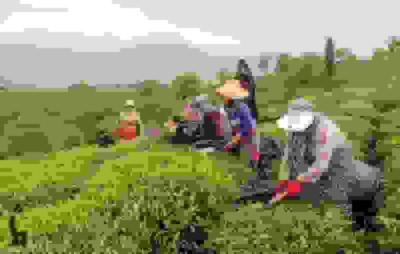 آغاز پرداخت تسهیلات کمبهره به چایکاران شمال کشور