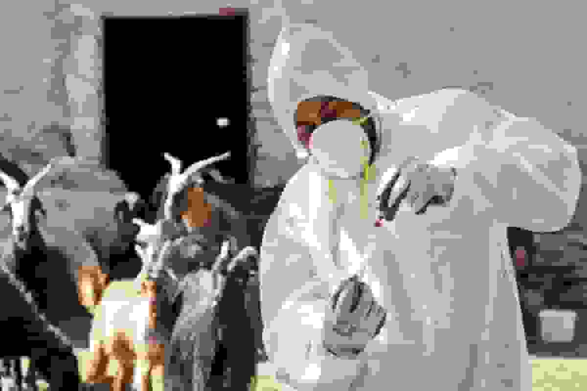 واردات بیش از ۵.۳ میلیون دز واکسن تب برفکی در ایران