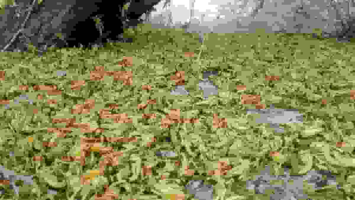 احتمال ورود ملخ صحرایی از هند به استانهای جنوبی کشور