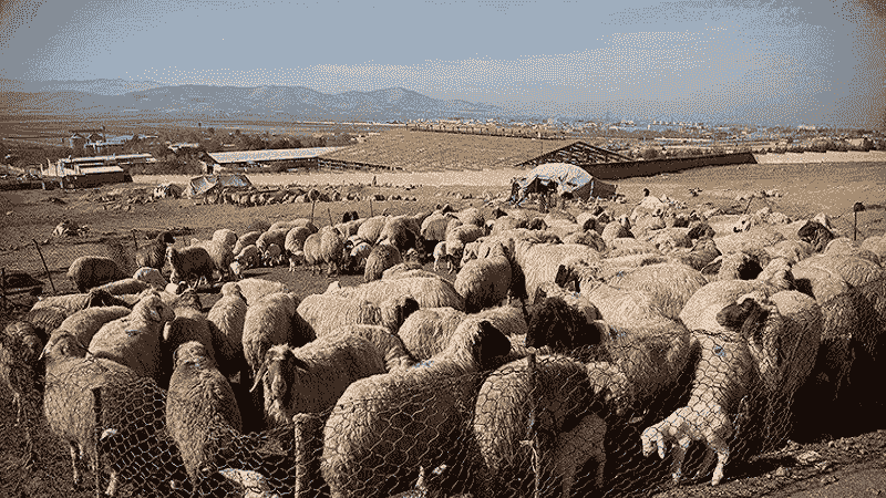 هشدار پلیس بیلهسوار به دامداران برای پیشگیری از سرقت احشام