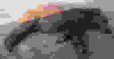 برخورد خودروی پراید با خرس قهوهای در چهار زربر