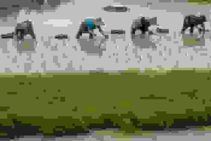 خرید توافقی شلتوک از برنجکاران گلستان ادامه دارد