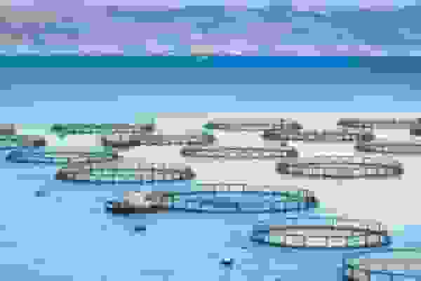 پرورش ۴۵۰ هزار قطعه ماهی در قفسهای دریایی کنگان برای کاهش فشار بر ذخایر طبیعی