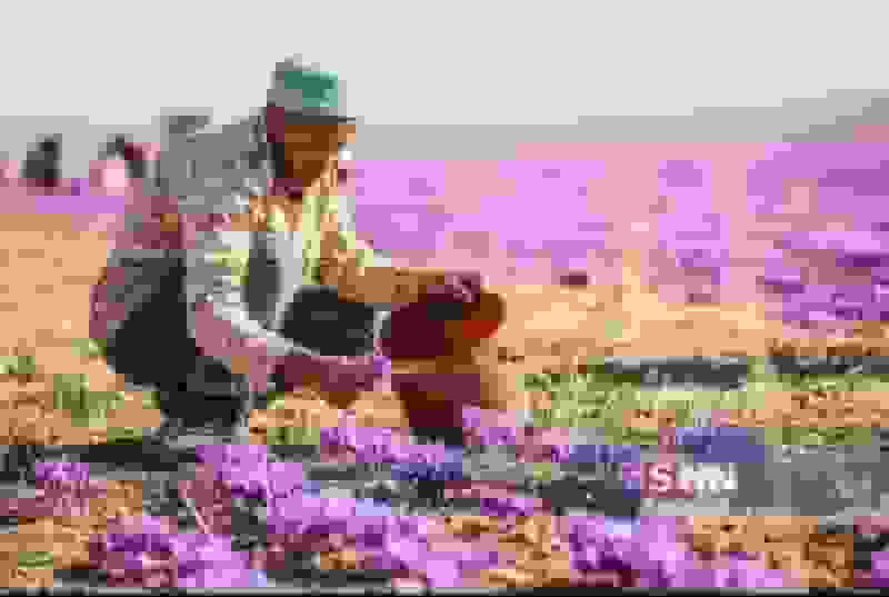 قاچاق زعفران مانع اصلی صادرات طلای سرخ ایران