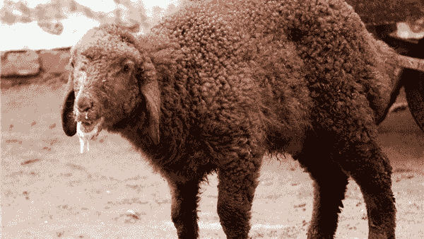 اقدامات پیشگیرانه راه مقابله با سویه جدید تب برفکی در زنجان