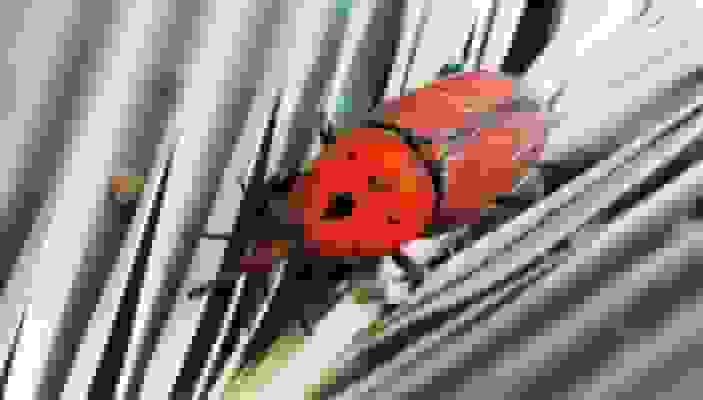 وزیر جهاد کشاورزی: تحقیقات تخصصی برای مقابله با آفت سوسک حنایی خرما ادامه دارد