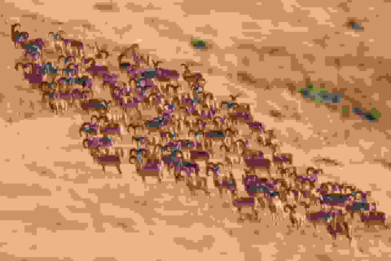 سرشماری علفخواران پارک ملی گلستان